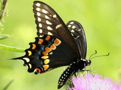 (Black Swallowtail) male ventral