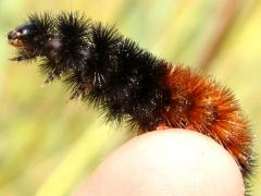 (Isabella Tiger Moth) caterpillar Edgar