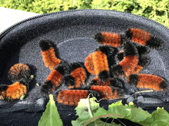 (Isabella Tiger Moth) caterpillars