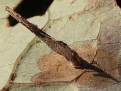 (Antispila Shield-bearing Moth) underside mine on Gray Dogwood