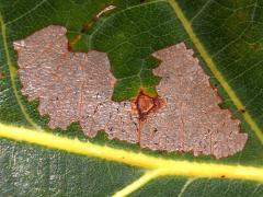 (White Oak) Parornix Leafminer Moth mine on White Oak