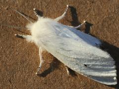 (Virginian Tiger Moth) female Apr 14 dorsal