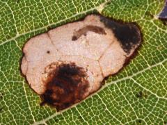 (Riverbank Grape) Aspilanta Leafminer Moth upperside backlit caterpillar mine on Riverbank Grape