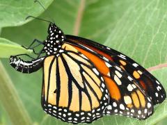 (Monarch) female ovipositing on Common Milkweed