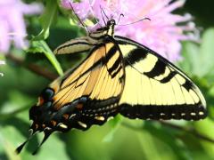 (Tiger Swallowtail) sipping