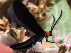 (Grapeleaf Skeletonizer Moth) pollinia lateral