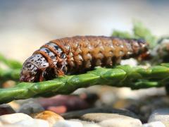(Evergreen Bagworm) larva walking