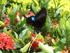 (Paris Peacock Swallowtail) ventral