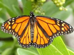 (Monarch) male