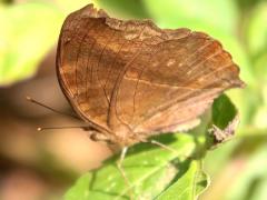 (Chocolate Pansy) ventral