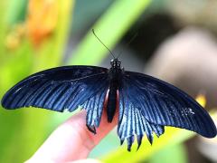 (Great Mormon Swallowtail) agenor male