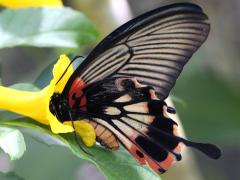 (Great Mormon Swallowtail) alcanor female ventral