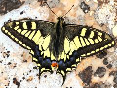 (Old World Swallowtail) dorsal