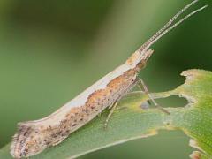 (Diamondback Moth) lateral