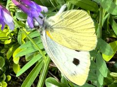 (Indian Cabbage White) ventral