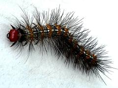 (Imparilis Moth) caterpillar