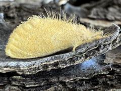 (Taiwan Yellow Tussock Moth) lateral