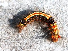 (Taiwan Yellow Tussock Moth) caterpillar curled