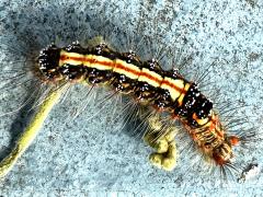 (Taiwan Yellow Tussock Moth) caterpillar dorsal