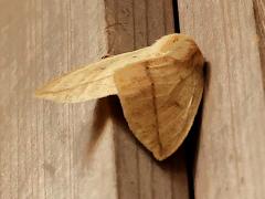 (Simplex Geometer Moth) profile