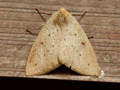 (Simplex Geometer Moth) upperside
