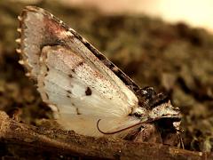 (Bella Cutworm) underside
