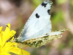 (Yellow Tip) upperside