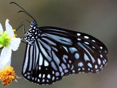 (Glassy Tiger) underside