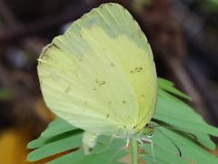 (Common Grass Yellow) female ovipositing (Common Grass Yellow) female ovipositing