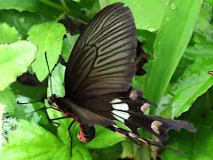 (Taiwanese Common Swallowtail) female ovipositing (Taiwanese Common Swallowtail) female ovipositing