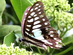 (Postianus Common Jay) profile