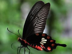 (Common Rose Swallowtail) profile