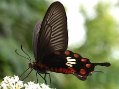 (Common Rose Swallowtail) underside
