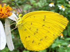 (Taiwan Grass Yellow) underside