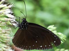 () profile on Taiwan Purple Crow Butterfly