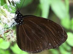 () underside on Taiwan Purple Crow Butterfly