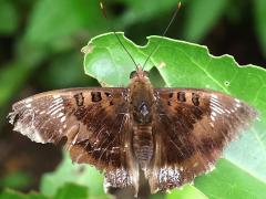 (White-edged Blue Baron) male upperside (White-edged Blue Baron) male upperside