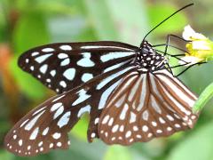 (Ceylon Blue Glassy Tiger) underside (Ceylon Blue Glassy Tiger) underside