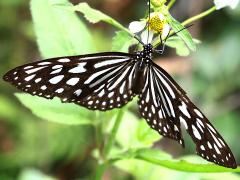 (Ceylon Blue Glassy Tiger) upperside (Ceylon Blue Glassy Tiger) upperside