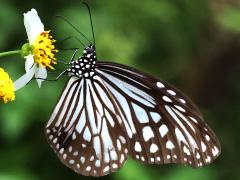 (Glassy Tiger) underside