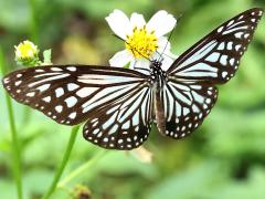 (Glassy Tiger) upperside