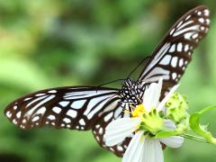 (Glassy Tiger) ventral