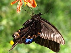 (Nakaharai Peacock Swallowtail) dangling on Blackberry Lily (Nakaharai Peacock Swallowtail) dangling on Blackberry Lily