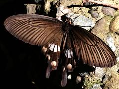 (Common Rose Swallowtail) dorsal