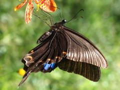 (Nakaharai Peacock Swallowtail) underside