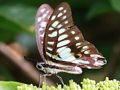(Postianus Common Jay) underside