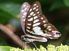 (Postianus Common Jay) ventral