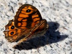 (Wall Brown) profile