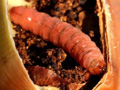 (Acorn Moth) larva head on Sessile Oak