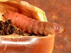 (Acorn Moth) larva lateral on Sessile Oak